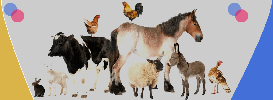 Livestock Health Assignment Help