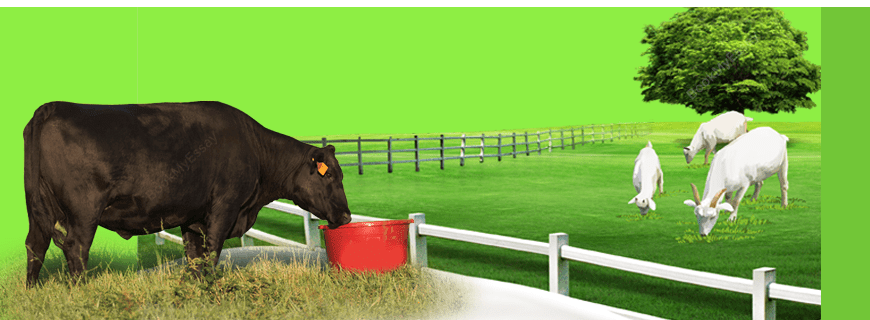 Livestock Nutrition Assignment Help