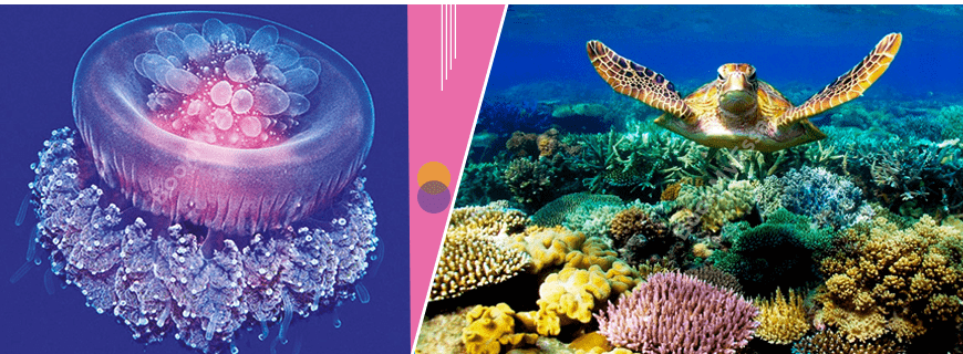 Marine Chemistry Assignment Help