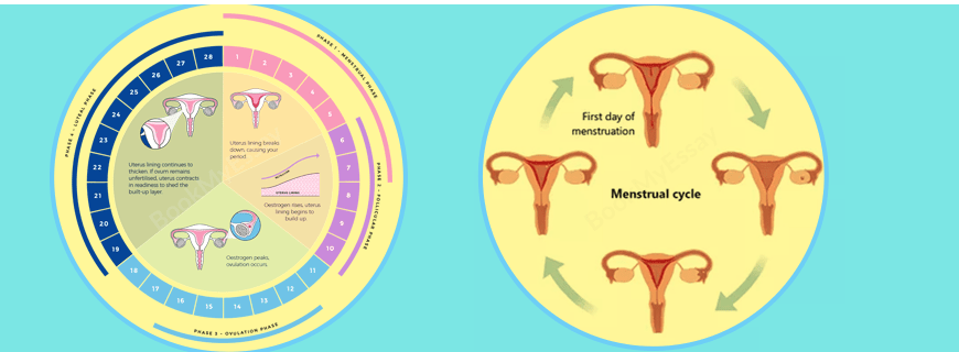 Menstrual Cycle Assignment Help