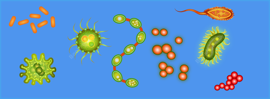 Microbiology Assignment Help