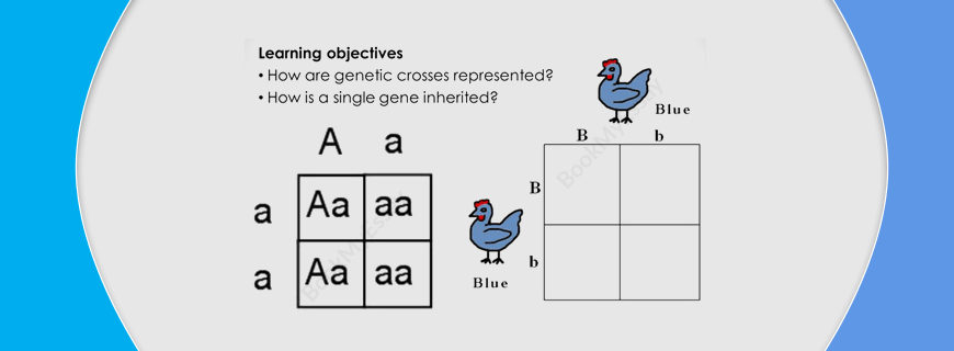 Monohybrid Inheritance Assignment Help