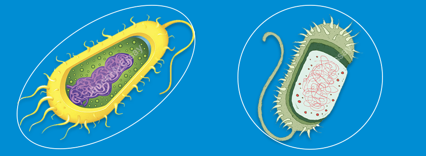 Prokaryotic Cells Assignment Help