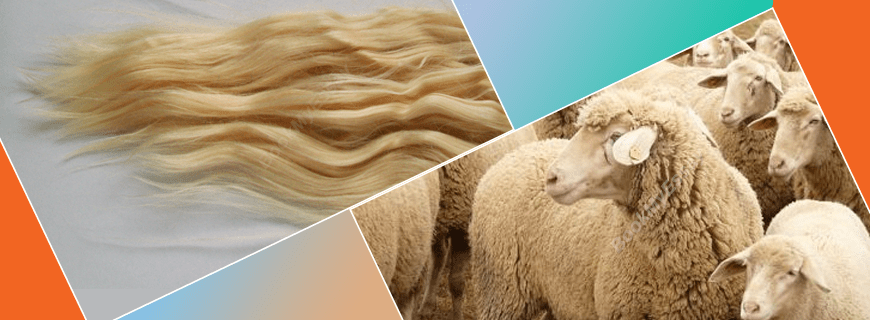 Protein Fibers Assignment Help