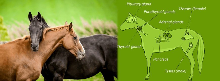 Reproduction Assignment Help