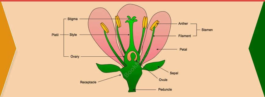 Reproduction in Plants Assignment Help