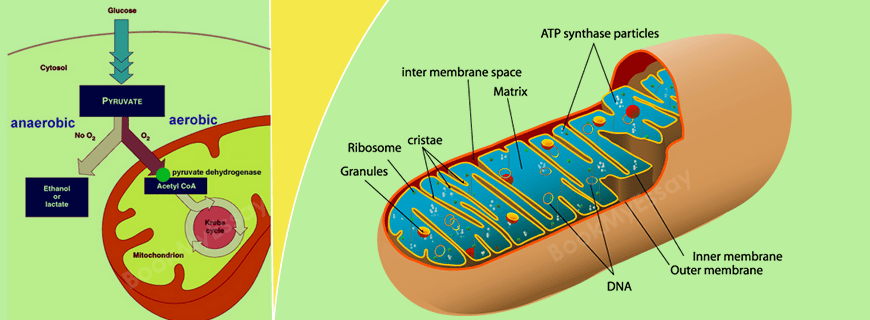 Respiration Assignment Help
