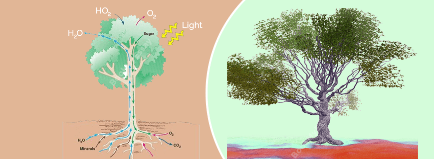 Transport in Plants Assignment Help
