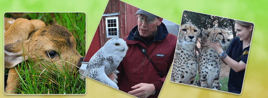 Wildlife Biology Assignment Help | Online Academic Writing Service