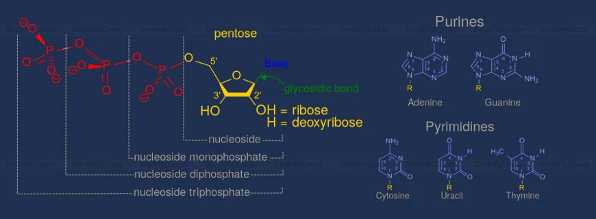 Biochemistry Assignment Help