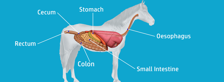 Digestion in Ruminants and Non-Ruminants Assignment Help