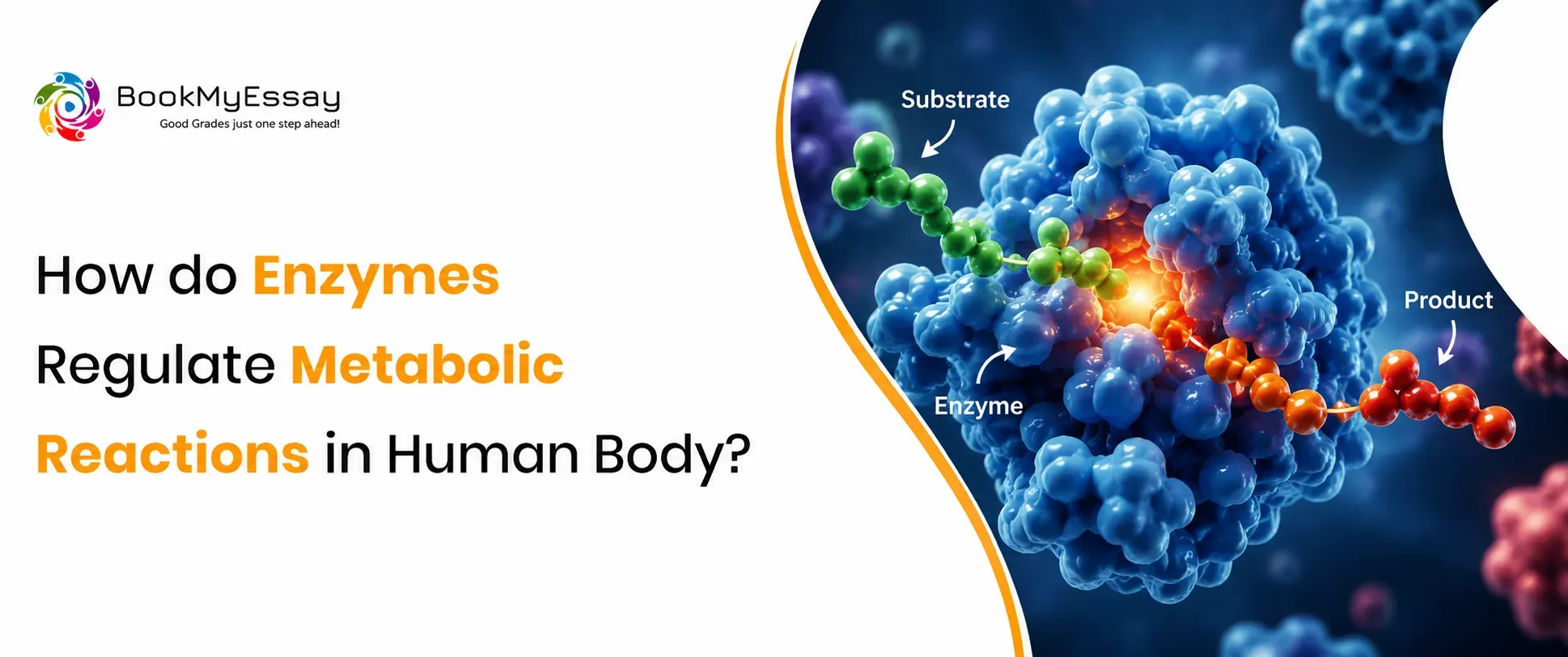 How Do Enzymes Regulate Metabolic Reactions in Human Body?